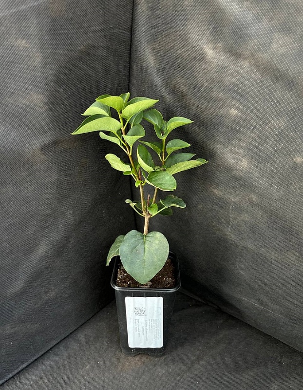 Сирень обыкновенная Сенсация  1 шт Р9